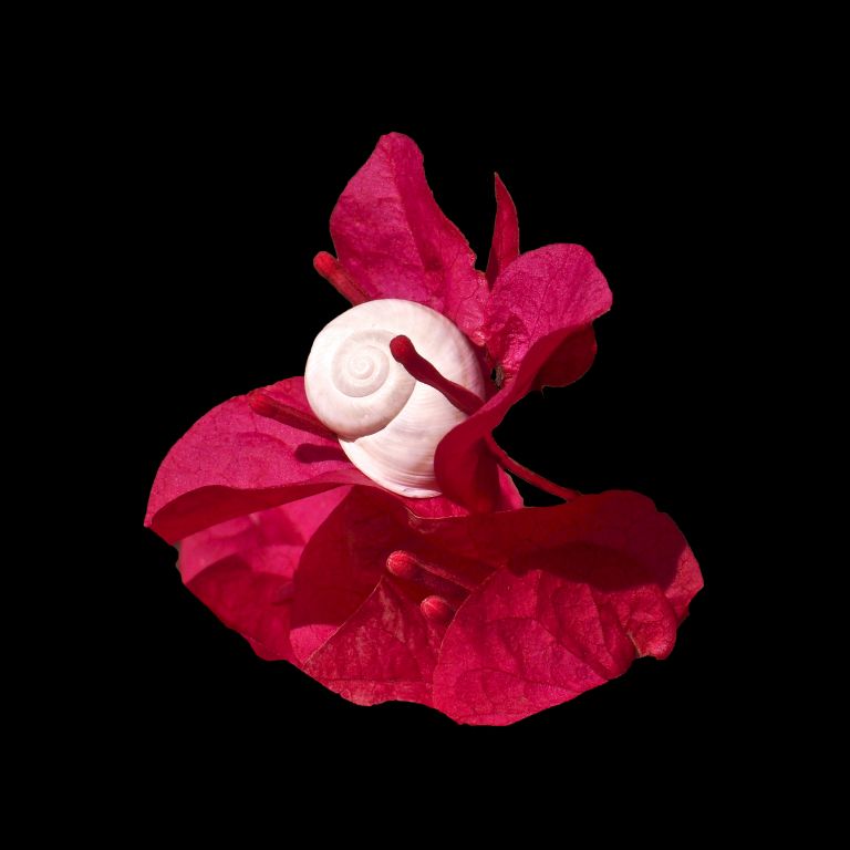 Intimate Conversations-The Desert Snail and Bougainvillea